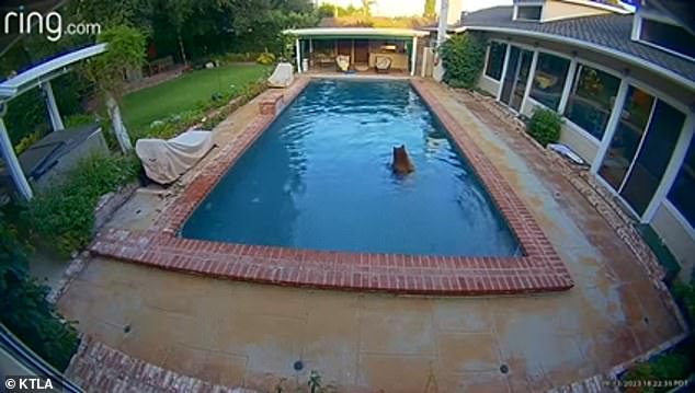 Footage captured on a Ring camera showed the bear swimming laps in a swimming pool, hours after raiding a nearby kitchen