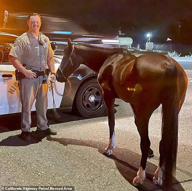 Officer Kody Brackett spotted a drunken cowboy galloping through Merced, 70 miles north of Fresno, and sprang into action