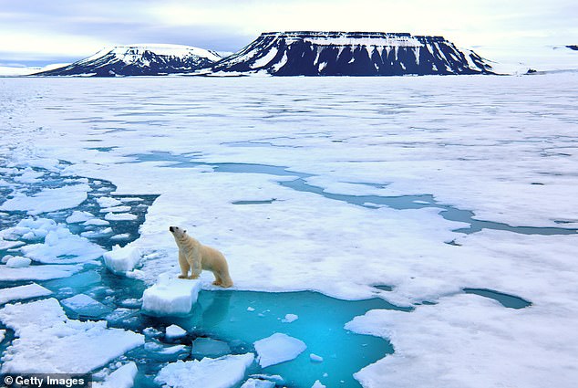 Eyes open for polar bears: people walk around with guns in case they encounter the animal