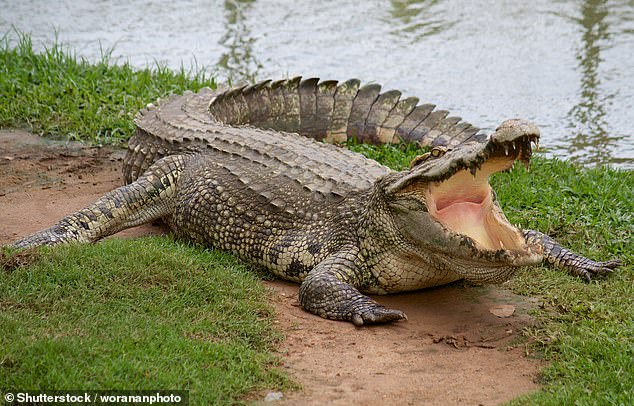 Six Britons were 'bitten or struck' by a crocodile or alligator last year, with the average age of victims being 68 (stock image)