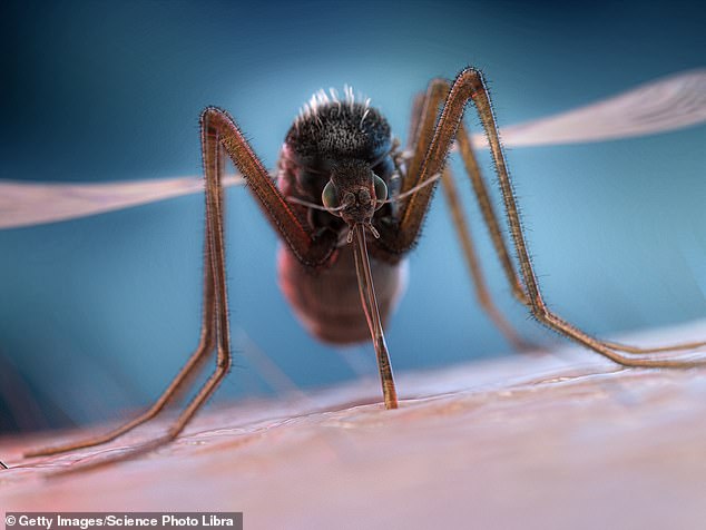 Only female mosquitoes will bite you, he explained, because 