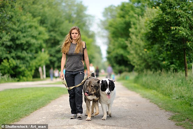 Under the Inner West Council Parks and Open Spaces Commercial Dog Walking Policy draft, commercial dog walkers will have to pay a $552.60 annual fee for a permit to use a council-owned or off-leash park ( stock image, woman walking two dogs)