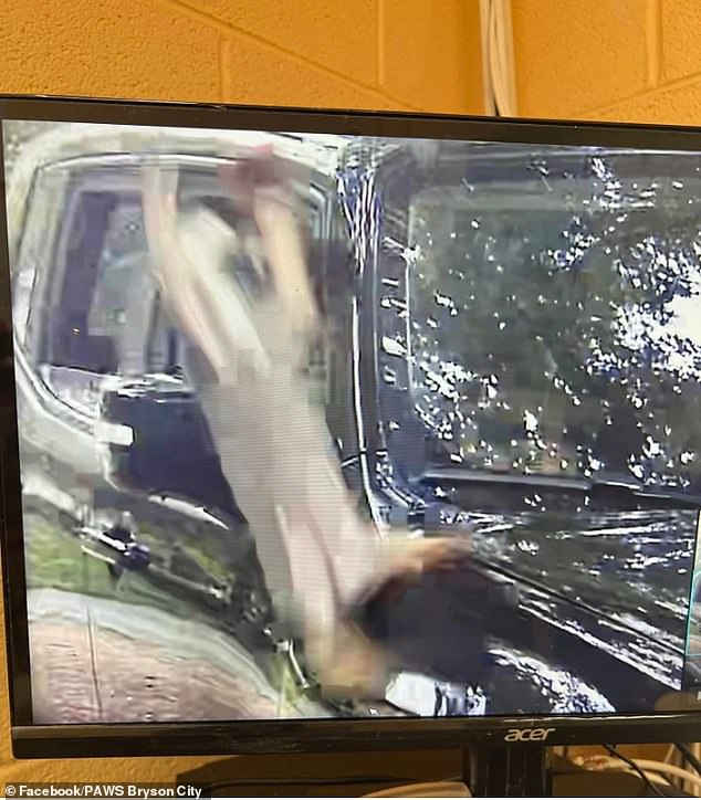 Shocking footage has emerged of the moment a driver threw a puppy out of his car window and left the animal to fend for itself in North Carolina.