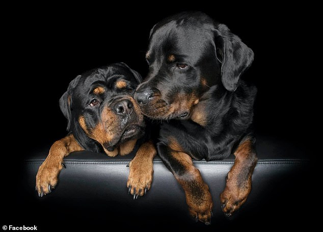 Seven-year-old Bronx was shot dead by police to stop the attack while four-year-old Harlem awaits his fate at a local pound (pictured, both dogs together)