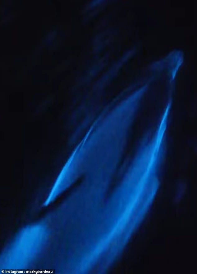 A small group of dolphins were caught on camera Monday evening zipping through glowing blue bioluminescent waves off the coast of Newport Beach, California.