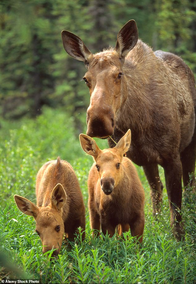 Cow elk are fiercely protective of their young