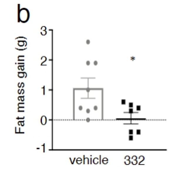 The table shows the results of a 28 day dosing schedule.  Mice fed a high-fat diet for a month while receiving the new drug gained less than a gram of fat mass (the information on the right), while untreated mice gained about five grams (shown on the left)