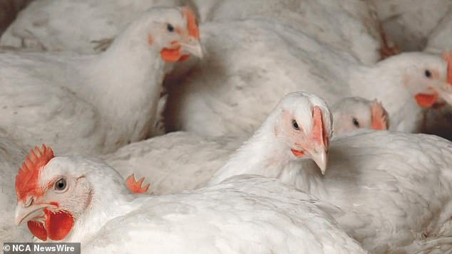 Inghams supplies chicken to major brands including Woolworths, Coles and KFC.  Photo: Australian Chicken Meat Federation