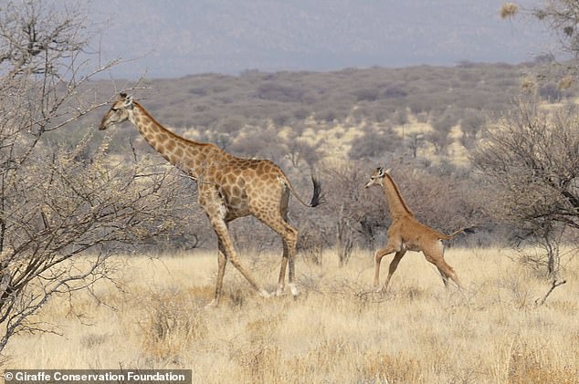 The first spotless giraffe has been seen on the plains of Africa