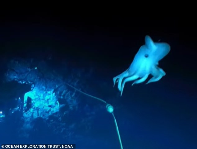 Halloween appears to have come deep under the waves early as researchers have discovered a rare 'ghostly' octopus