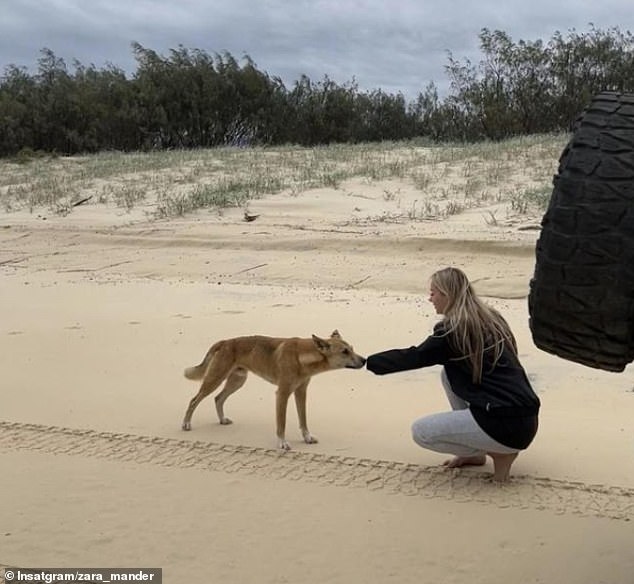 Influencer Zara Mander shared several photos of her on K'gari (formerly Fraser Island) before deleting them 20 hours later after several scathing comments about her interaction with a wild dingo (pictured)