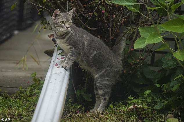 Under a new government plan, cat owners could be required by law to keep their cats indoors