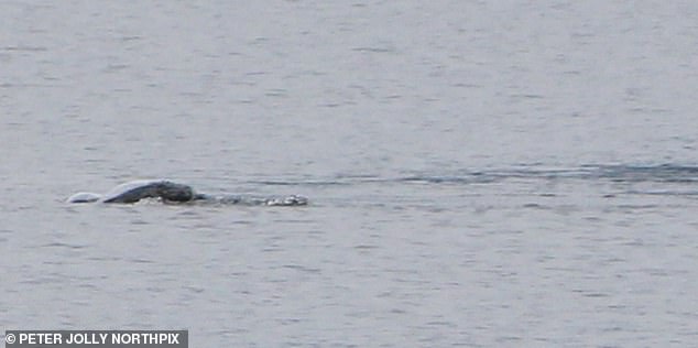 The mysterious creature on Loch Ness was photographed by translator Chie Kelly, 51