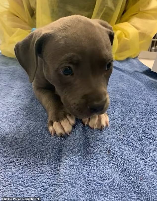 Cute puppy is doing well after fentanyl overdose