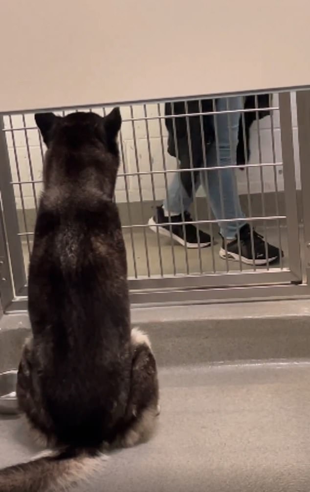 Elias, the six-year-old Siberian husky, was filmed looking through the metal bars of his kennel at the Rancho Cucamonga Animal Care center in California