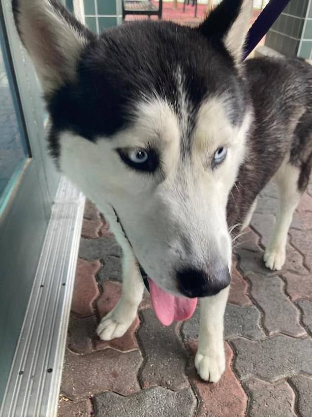 Elias' profile on the Rancho Cucamonga Animal Care Center website shows that he has been at the shelter since August 26 of this year