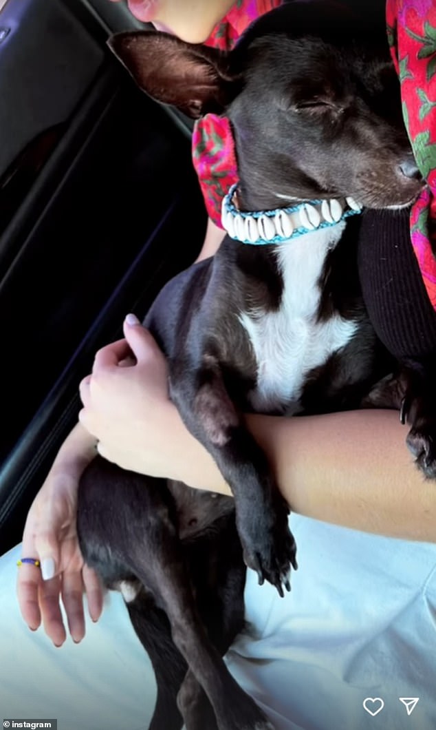 Paula Rodríguez hugs Maia, her six-year-old Chihuahua, with whom she was reunited Monday in the Dominican Republic, three weeks after Delta Airlines staff lost the pet while transporting her to a terminal gate at Hartsfield-Jackson Atlanta International Airport