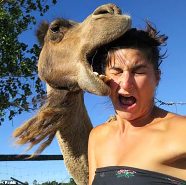 Holiday from hell!  People from all over the world are sharing their shocking photos of holidays gone wrong - including one woman who got the fright of her life when she went to take a selfie with a camel and it bit her on the head