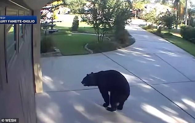 The three-legged bear wandered down the driveway of the family home and approached the pool.