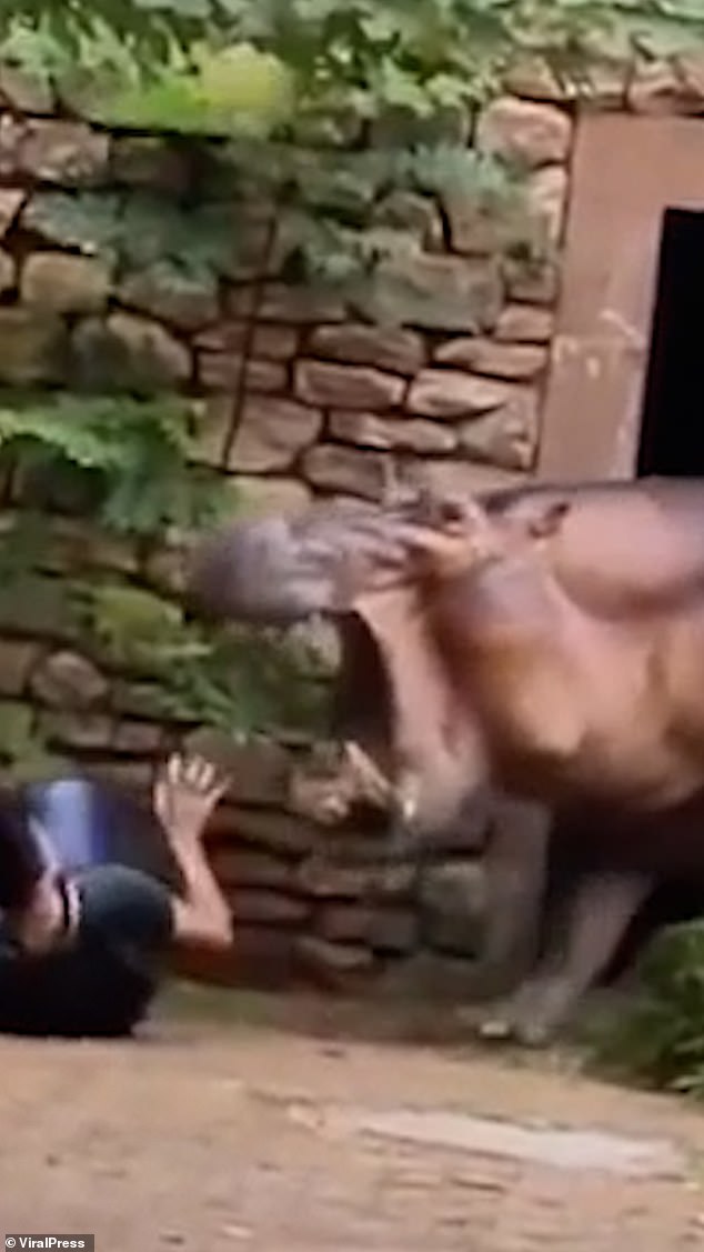 This is the horrifying moment a hippopotamus bared its huge teeth as it approached its zoo keeper