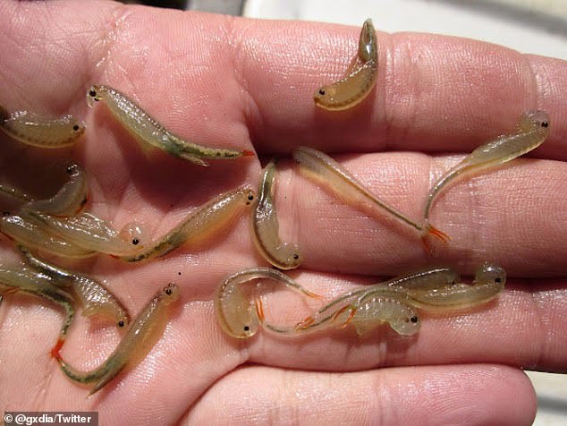 Hundreds of three-eyed fairy shrimp were spotted over the past week in the muddy landscape where Burning Man took place