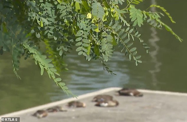 Residents in a Los Angeles neighborhood say they were shocked when ducks bathed in a local park – because locals fear someone is poisoning the water