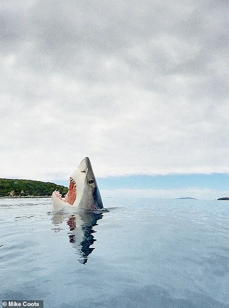 This beautiful shot shows a great white shark off Motunui, also known as Edwards Island, in New Zealand