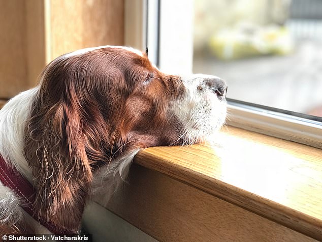 London-based dog behaviourist Adam Fehmi has revealed the signs a dog is suffering from separation anxiety - and the 5 simple ways you can prevent it