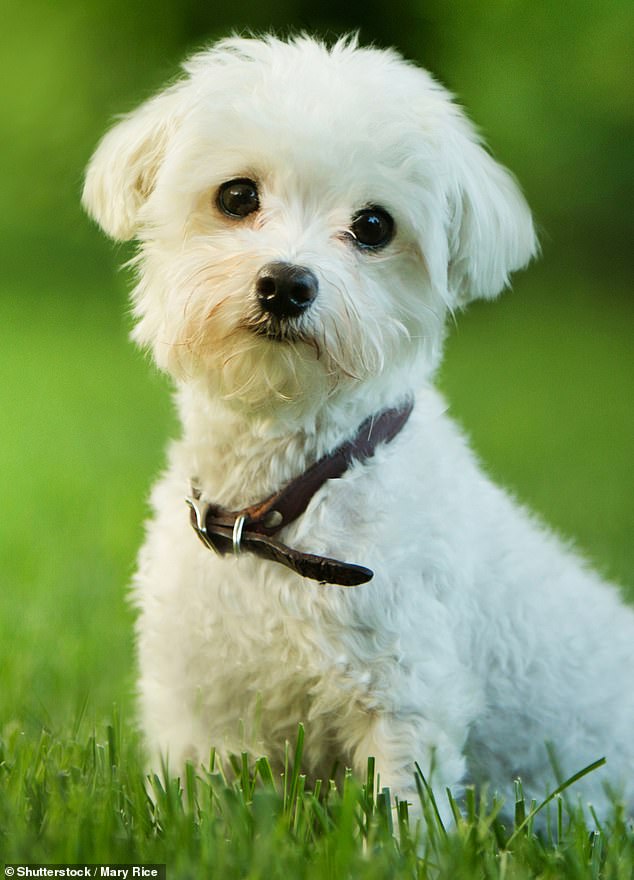 When a Maltese dog's coat gets drenched it becomes quite heavy making it more difficult to move in water ( Stock Image )