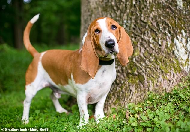 Basset Hounds are prone to ear infections if water gets into their ear canals (stock image)