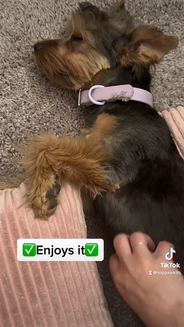 Demonstrating the signs with a Yorkshire Terrier, she explained that sometimes dogs will let you give a tummy massage even though they're uncomfortable