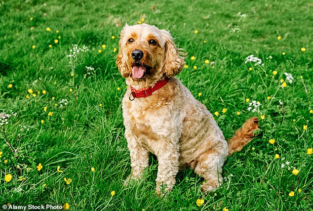 Does your dog ever forget commands?