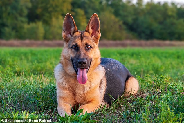 Vets and vet staff have discussed which dog breed they would never own after working with hundreds of animals, and most said the German Shepherd (stock image)