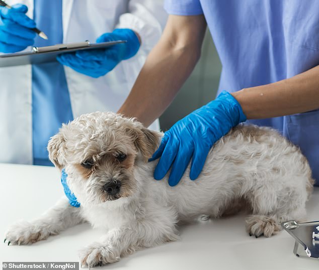 Veterinarians have revealed what really happens after you decide to put your dog to sleep in a viral post on Reddit (stock image)