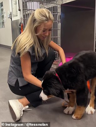 An Australian veterinary nurse who has worked with almost every type of dog has revealed that the Bernese Mountain Dog is her favorite breed of all time