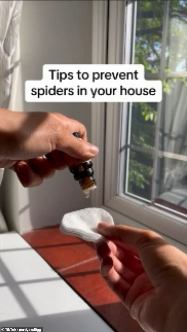 A TikToker has shared three cost-effective ways you can deter spiders this spider season