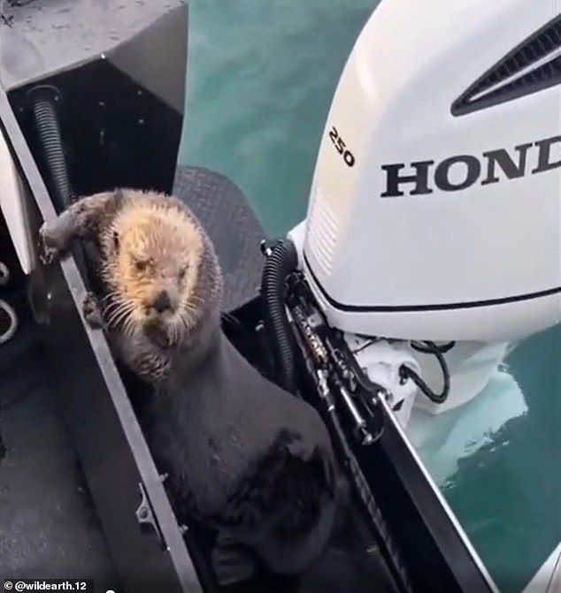 The otter then manages to pull off the most unlikely escape by jumping onto a nearby boat in a moment that was incredibly captured on camera.