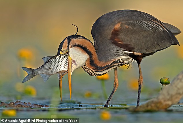 The gold prize in the Comedy Bird category went to Italian photographer Antonio Aguti, who captured a bird with wide eyes and a huge fish in its mouth