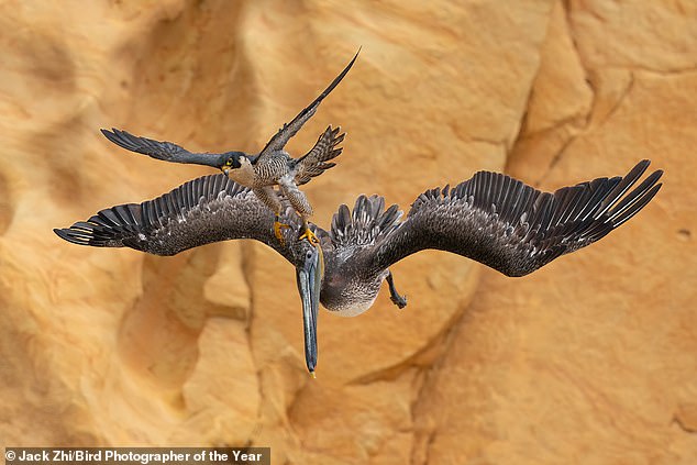 Jack Zhi's photo of a female peregrine swooping on a brown pelican while protecting her young has won this year's Bird Photographer of the Year award