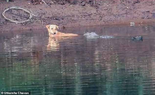 A stray dog ​​who was quickly surrounded by three crocodiles as soon as he ran into the river may have thought he wouldn't survive even a minute