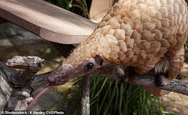 The coronavirus strain found in pangolins – the animals first blamed for transmitting the coronavirus from bats to humans – was found to be nearly identical to the genetic makeup of the strain that infects humans, suggesting that it is a mutated version has passed on to infect humans