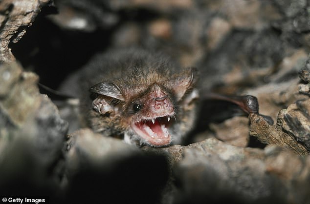 They've been much maligned for their links to the Covid pandemic, but bats may hold the secret to curing cancer