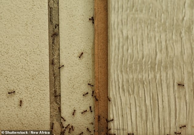 A landlord has been ordered to pay $2,100 to his former tenant after complaining about an ant problem, a faulty hot water system and a fence being blown away by the wind (stock image)