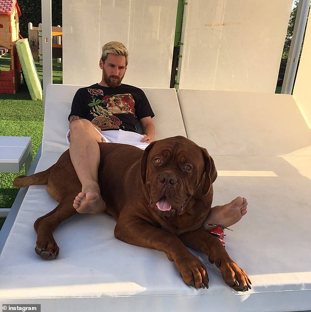 Messi rests at his home in Barcelona with the family dog, Hulk, a seven-year-old Bordeaux Mastiff