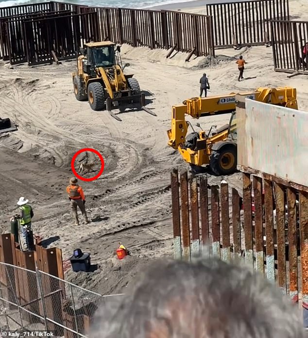 Oso (circled) runs after migrants who crossed the U.S.-Mexico border before turning themselves in to U.S. Border Patrol agents in San Diego County on Tuesday