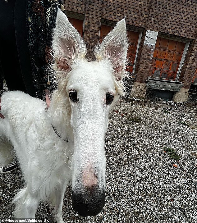 Meet the huge-nosed Canadian borzoi named Lapsha – whose daily antics on Instagram have gone viral among dog lovers