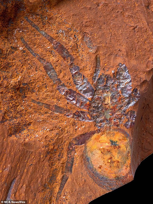 The spider, named Megamonodontium mccluskyi, was unearthed by a group of scientists in central NSW.  Image: Supplied/Australia Museum