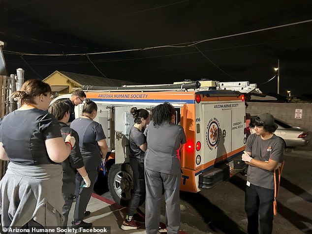 The Arizona Humane Society is seen on scene as Chandler police seize more than 50 special needs pets, many of whom needed immediate medical attention