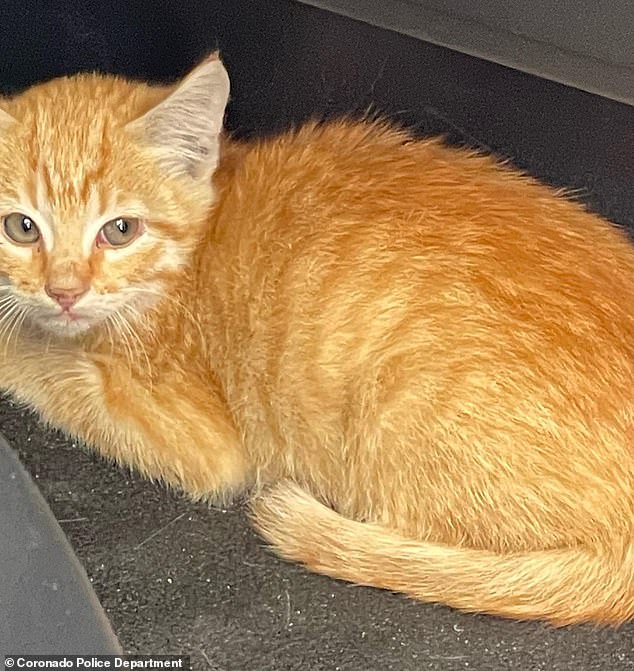 An eagle-eyed driver spotted a red kitten running between lanes on California's Coronado Bridge