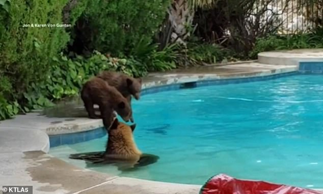 A mother bear is seen splashing around in the pool of a $1.2 million California home as her cubs anxiously prepare to jump in and join their mother